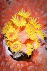 Yellow Anemone off Rottnest Island. Canon 20D 60mm Macro by Mick Tait 